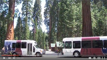 A photo of two brown and white shuttle buses in front of large redwood trees.